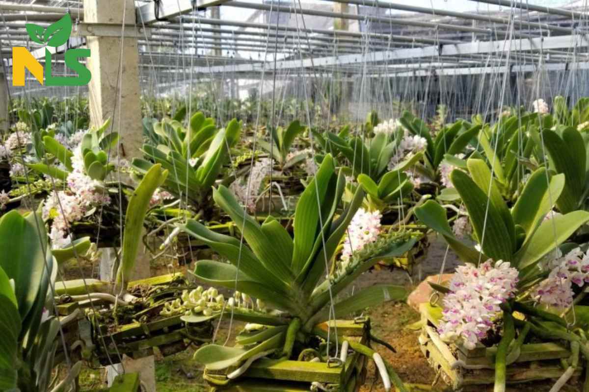 Cách đánh giá hiệu quả sử dụng phân bón cho lan