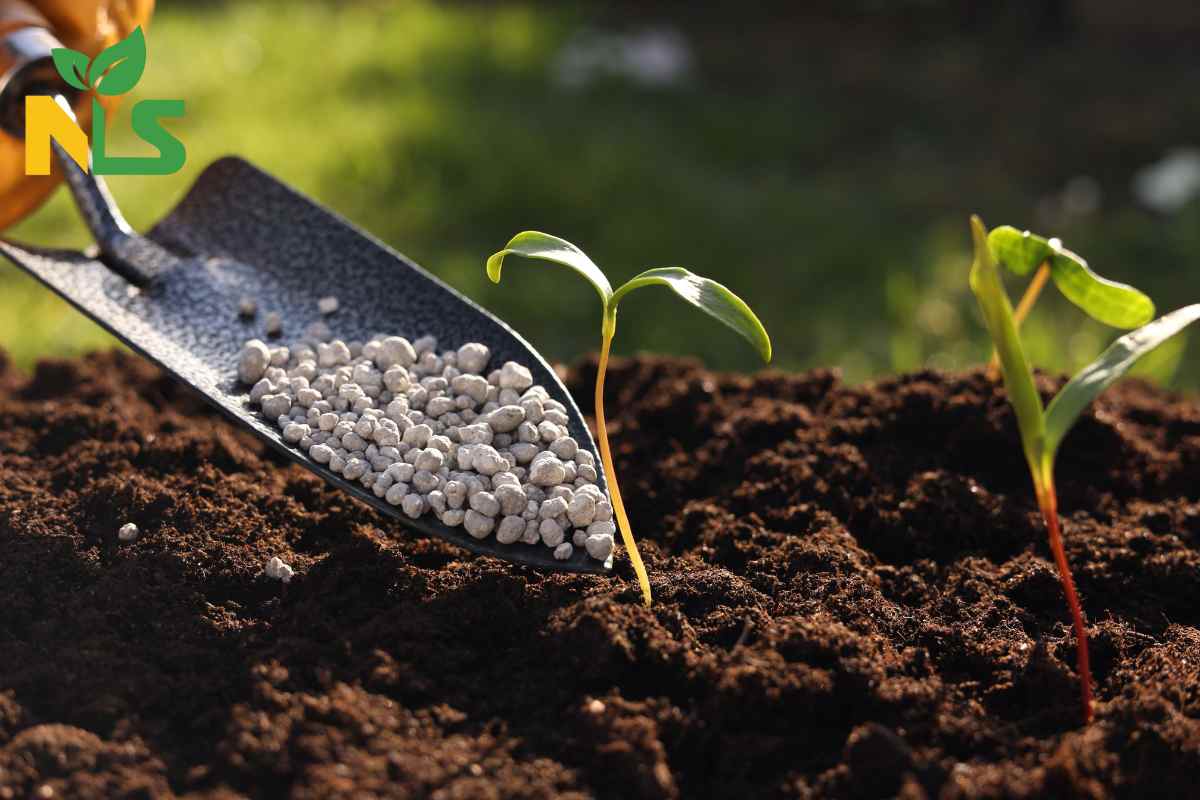 Kinh nghiệm sử dụng phân bón hữu cơ cho lan
