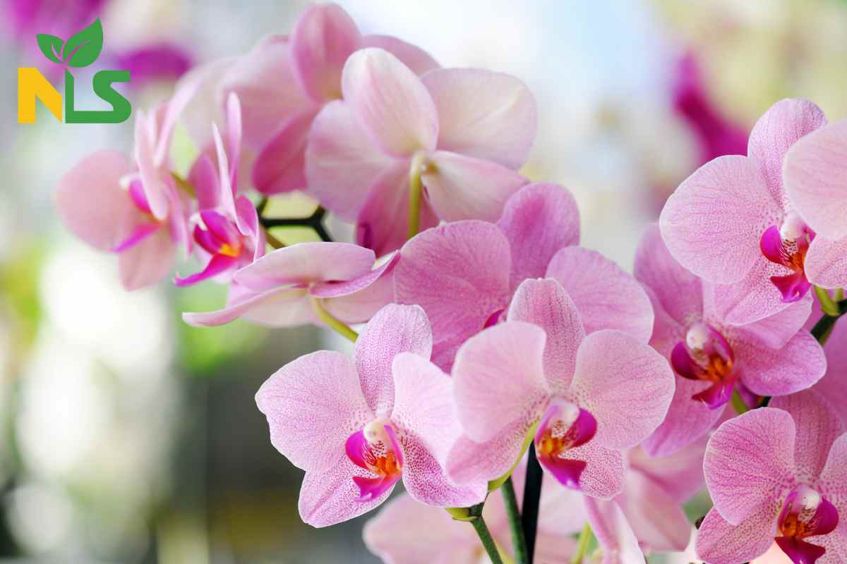 Những sai lầm thường gặp khi sử dụng phân bón cho lan