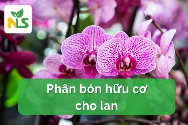Phân bón hữu cơ cho lan