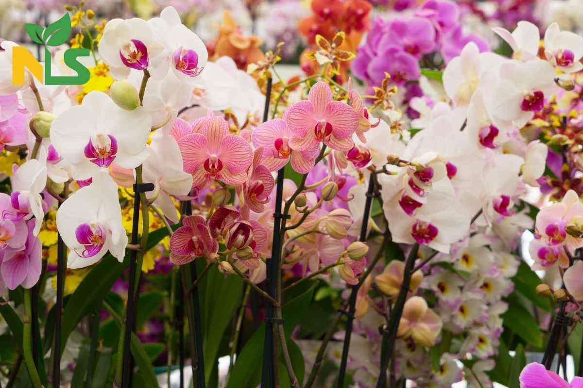 Tại sao nên sử dụng phân bón hữu cơ cho lan?