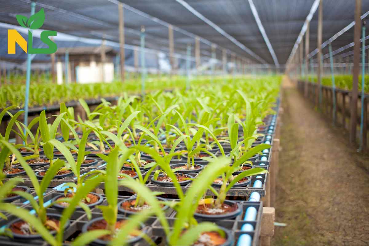 Thời điểm bón phân hữu cơ cho lan hiệu quả nhất