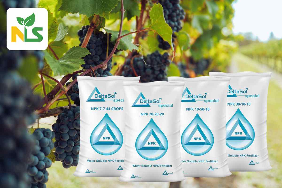 Bộ phân bón hỗn hợp tưới nhỏ giọt NPK Deltachem
