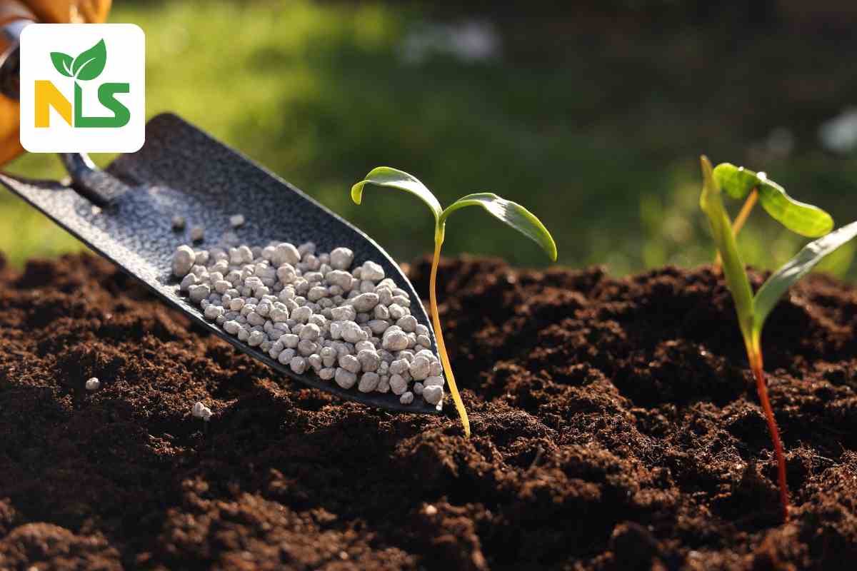 Bón phân không đều đặn hoặc sai tần suất
