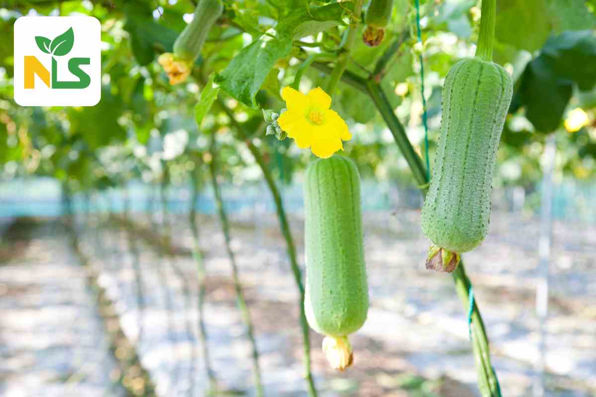 Bón rau giai đoạn ra hoa và đậu trái