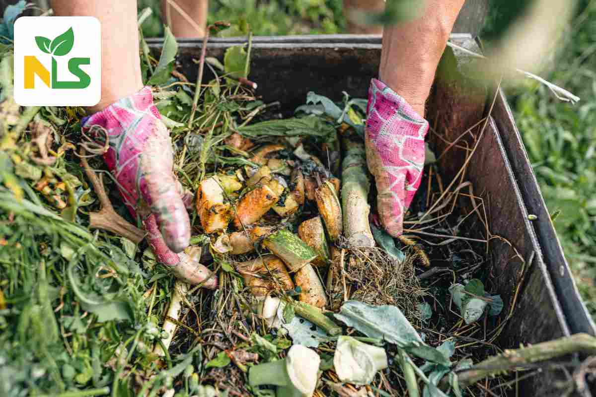 Dùng phân chưa hoai mục hoàn toàn