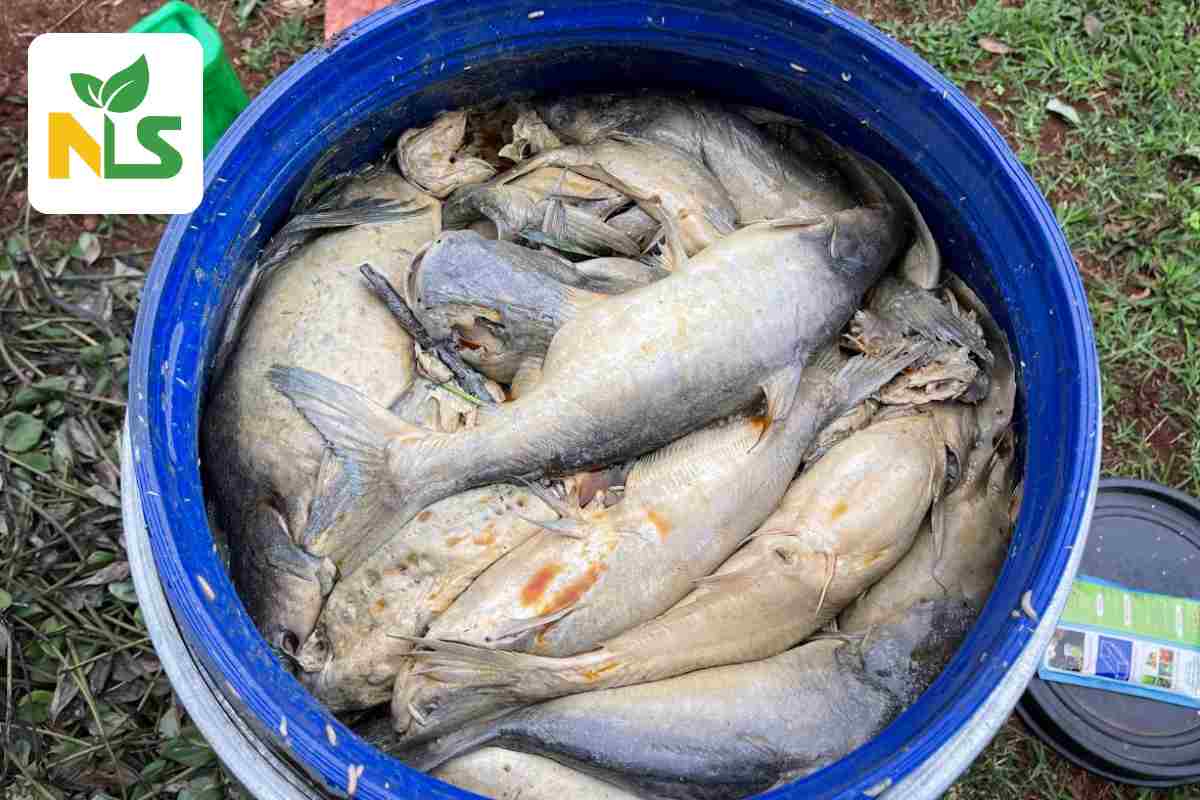 Phân đạm cá