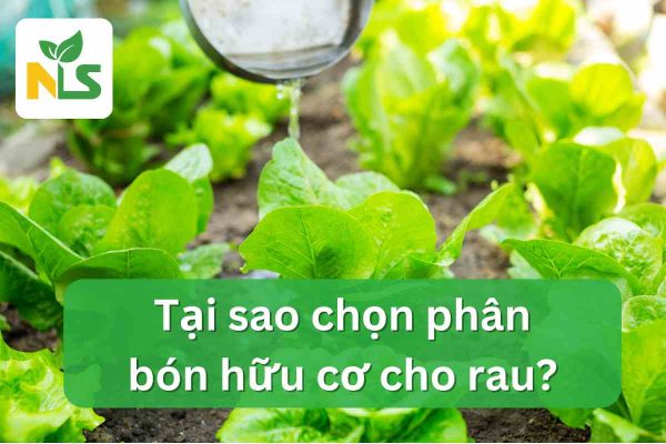 Tại sao chọn phân bón hữu cơ cho rau?