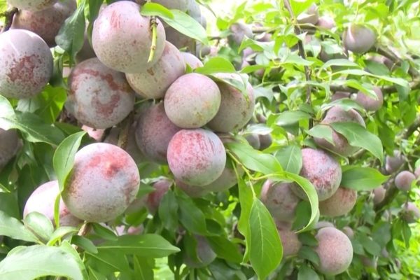 Mận hữu cơ Phiên Khoài