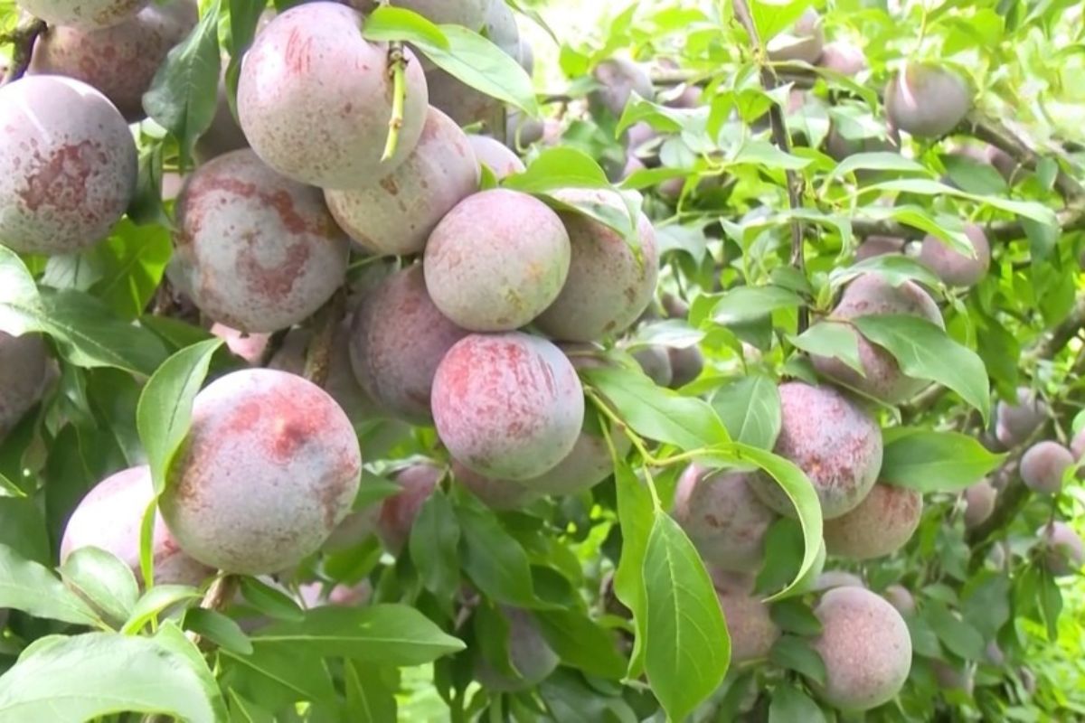 Mận hữu cơ Phiên Khoài