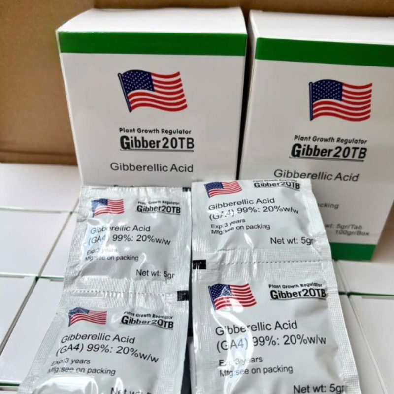 Gibber 20TB – GA4