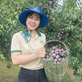NLS Sơn La đồng hành phát triển mận hậu hữu cơ Phiêng Khoài