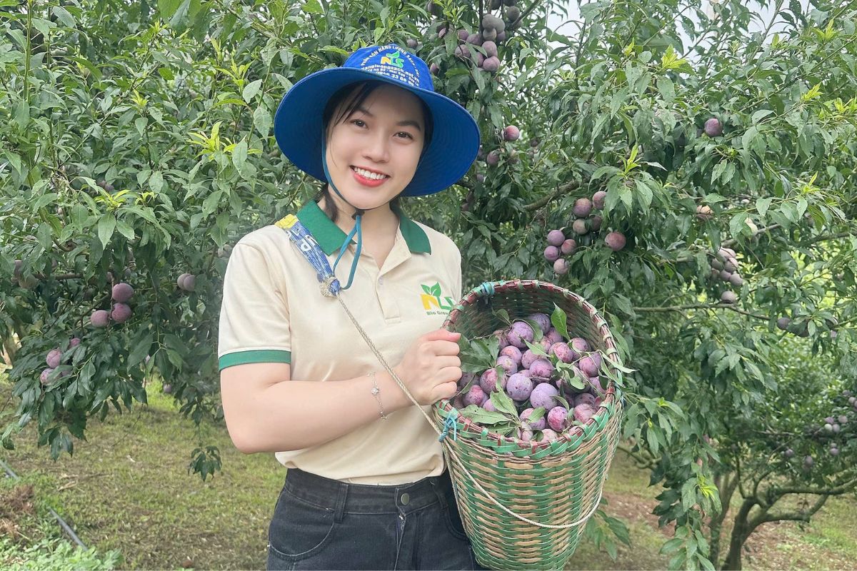 NLS Sơn La đồng hành phát triển mận hậu hữu cơ Phiêng Khoài