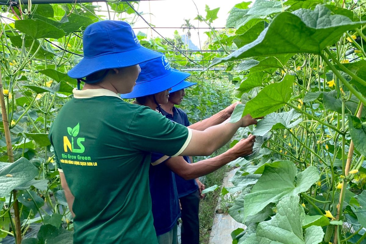 Mô hình dưa chuột ứng dụng quy trình dinh dưỡng thực tế